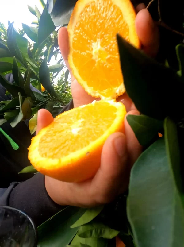 Sicilian Organic Oranges - Image 3